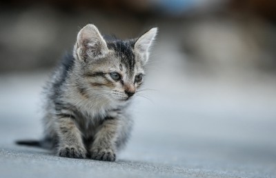 ޕެޓުގެ ގޮތުގައި ގެންގުޅޭ ޖަނަވާރުތައް ރަޖިސްޓްރީކުރަންޖެހޭ ގޮތް ހަދަނީ