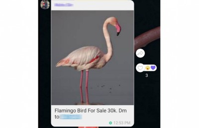 ފްލެމިންގޯ ވިއްކަން އުޅުނު މީހަކު ހޯދައި، ދޫނި އަތުލައިފި