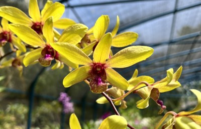 ކަނުހުރާގެ 16،000 ގަހުގެ އޯކިޑް ބަގީޗާ