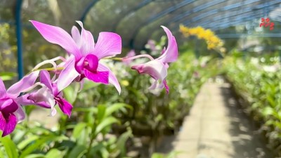 ކަނުހުރާގެ 16،000 ގަހުގެ އޯކިޑް ބަގީޗާ