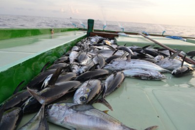ކަނޑުމަހުގެ ދިރުން - 1