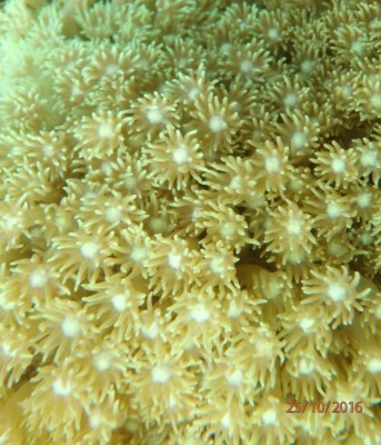 ދިވެހިންނަށް އެންމެ މުހިންމު ހިދުމަތެއް ފޯރުކޮށްދޭ ކުޑަކުޑަ ދިރުން