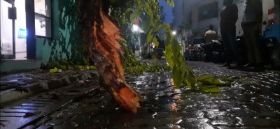 ގަހެއްގެ އޮފިގަނޑެއް އިރައިގެން ވެއްޓި މަގުގެ ބައެއް ބަންދު ކުރަން ޖެހިއްޖެ