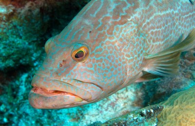 ފާނަ އާލާ ކުރަން ބޮޑު ސަރަހައްދެއް ކަނޑައަޅައި މެރިކަލްޗާ ތަރައްގީކުރަން ހަތަރު ޒޯނެއް