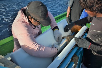 ރާއްޖޭގެ ކަނދުފަތިތަކުގައި ކަނޑުމަސް އަވަލާފައި ހުންނަނީ ކިހާ ދުވަހަކު؟