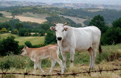 ކުއްތާއަކަށް އަނިޔާކުރި މީހަކު "ސައިޒްކުރީ" ގެރިއެއް