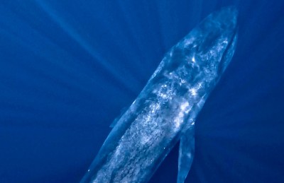 ހިމާޔަތް ކޮށްފައިވާ ދިރުންތަކަށް ގެއްލުން ދޭ މިންވަރު އިތުރުވެއްޖެ: އީޕީއޭ