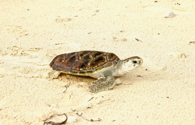 ހިމާޔަތް ކޮށްފައިވާ ދިރުންތަކަށް ގެއްލުން ދޭ މިންވަރު އިތުރުވެއްޖެ: އީޕީއޭ