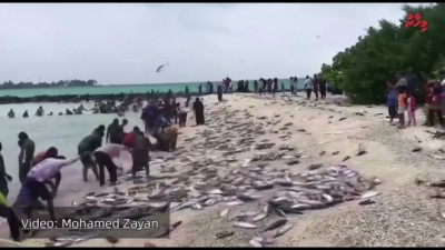 ފަޅުތެރެއަށް ވަތް ރާގޮނޑި އައިނަކާ އެކު ދިއްދުއަށް އުފާވެރިކަން