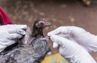 އޭޝިޔާ އާއި ޔޫރަޕްގައި ހަލުވިކަމާ އެކު ދޫނި ރޯގާ ފެތުރެނީ