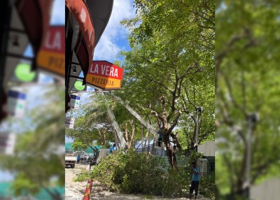އަމީނީމަގުގައި ހުރި ގަސްތައް ކުޑަގިރިއަށް ގެންދަނީ