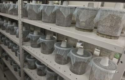 ޖިބޫތީގައި މެލޭރިއާއާ ދެކޮޅަށް "ޖީއެމް" މަދިރި