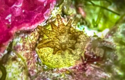 ރާއްޖޭގައި މުރަކަ އާލާ ކުރުމުގެ އާ އުކުޅަކާ އެކު އުންމީދު!