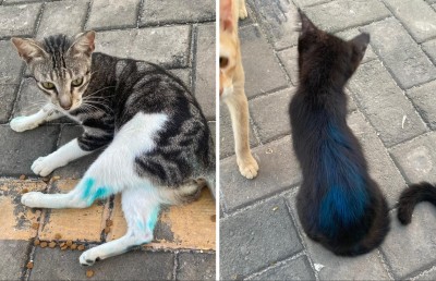 މާލޭގައި އުޅޭ ބުޅާތަކަށް ސްޕްރޭ ޖެހުމުން ކަންބޮޑުވުން ފާޅުކޮށްފި