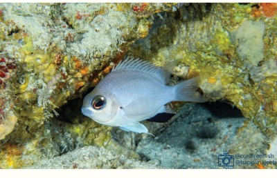 ރާއްޖޭގެ ކަނޑުން އާ މަހެއް، ނަމަކަށް ދިނީ ކްރޯމިސް އަބަދަށް!