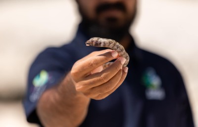 އައްޑޫ ހިތަދޫ މޫދަށް ކްލޮރިން އެޅުމުން ދިރުންތައް މަރުވެގެން ލައްގަނީ