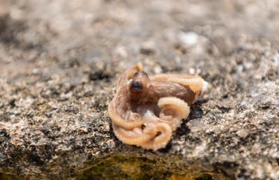 އައްޑޫ ހިތަދޫ މޫދަށް ކްލޮރިން އެޅުމުން ދިރުންތައް މަރުވެގެން ލައްގަނީ