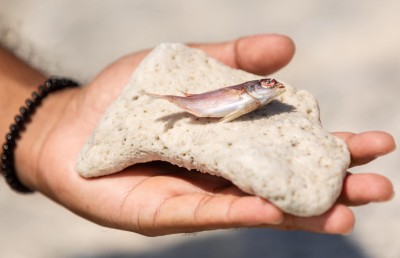 އައްޑޫ ހިތަދޫ މޫދަށް ކްލޮރިން އެޅުމުން ދިރުންތައް މަރުވެގެން ލައްގަނީ