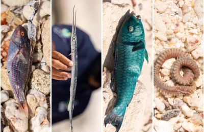 އައްޑޫ ހިތަދޫ މޫދަށް ކްލޮރިން އެޅުމުން ދިރުންތައް މަރުވެގެން ލައްގަނީ