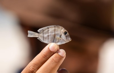 އައްޑޫ ހިތަދޫ މޫދަށް ކްލޮރިން އެޅުމުން ދިރުންތައް މަރުވެގެން ލައްގަނީ