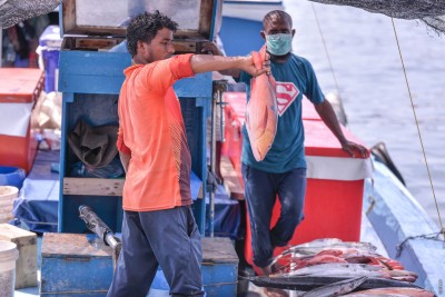ރާއްޖެއިން ޔޫކޭއަށް އެކްސްޕޯޓް ކުރާ މަހުން ޑިއުޓީ ނެގުން ދެ މަސް ދުވަހުގެ ތެރޭގައި ހުއްޓާލާނެ: ނަޝީދު