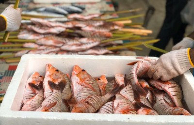 އާ އަހަރަށް ދާންވީ އުލިގަމަށް، ބޮޑު ބާބެކިއު އޮންނާނެ!