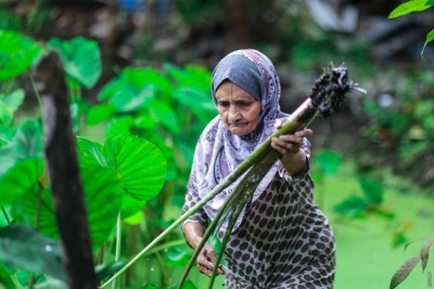 ކެންސަރަށް މަގުފަހިވާ ބާވަތްތައް އުނިކުރުމަށްފަހު ދަނޑުވެރިކަމަށް ބޭނުންކުރެވޭ ޕެސްޓިސައިޑުތައް އާންމުކޮށްފި