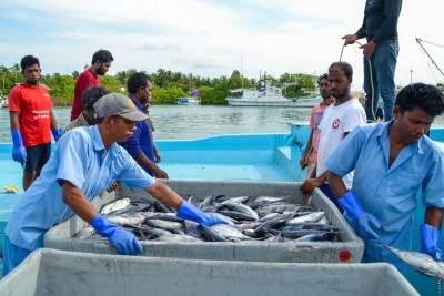 މަސްވެރިކަން ދަށްވެ، ދެކުނަށް ކިރުވާ މަހުގެ އަދަދު ދަށްވެއްޖެ