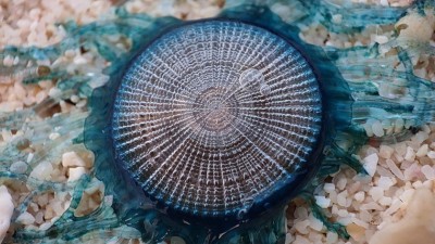 ރަސްމާދޫ ގޮނޑުދޮށުން ފެންނަ ފުޅަނގި ތާކިހާ، މިއީ ކޯންޗެއް؟