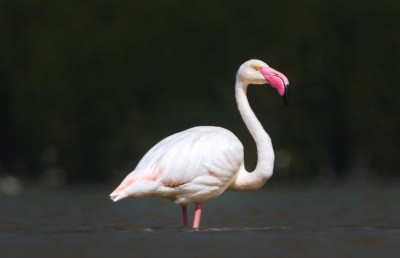 މޫސުމީ ފްލެމިންގޯތަކާ އެކު އަނެއްކާވެސް ކުޅުދުއްފުށީގެ ކުޅިއަށް ހިތްގައިމުކަން!