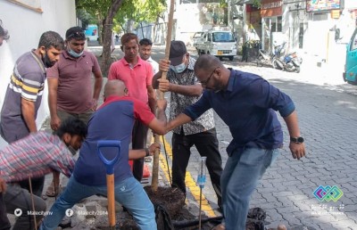 އަނބު ގަހަކުން، މާލޭގައި 100،000 ގަސް އިންދުމުގެ ޕްރޮގްރާމް ފަށައިފި