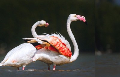 މޫސުމީ ފްލެމިންގޯތަކާ އެކު އަނެއްކާވެސް ކުޅުދުއްފުށީގެ ކުޅިއަށް ހިތްގައިމުކަން!