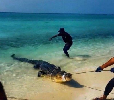 ރާއްޖެއިން މިހާރު ކިނބޫ ފެންނަނީ ކީއްވެ؟