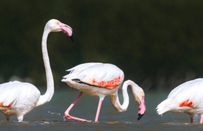 ފްލެމިންގޯ އުޅޭއިރު ކުޅުދުއްފުށީ ކުޅީގައި ކެނޯ ދުއްވުން މަނާކޮށްފި