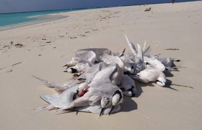 އެއާ ޓެކްސީއަކުން ޖެހި ކިރުދޫނިތަކެއް މަރުވެއްޖެ