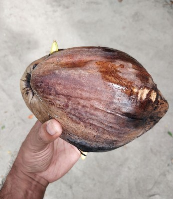 އިނގިރޭސި ސަފީރު ގޭގައި ބޮޑުކުރި ރުއް ހުޅުމާލޭގައި އިންދައިފި