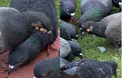 ގޮތް ނޭނގޭ ބައްޔެއް ޖެހި، ކޮތަރުތައް ވަރުދެރަވެފައި!