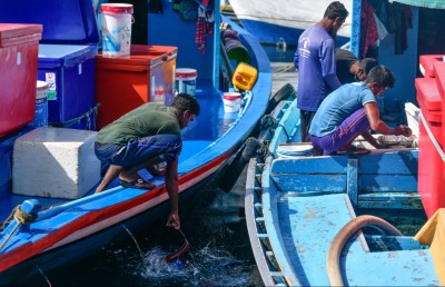 ސަމާލުވޭ، މި ކެވެނީ ނަޖިސް ފެނުން ދޮންނަ މަސް!