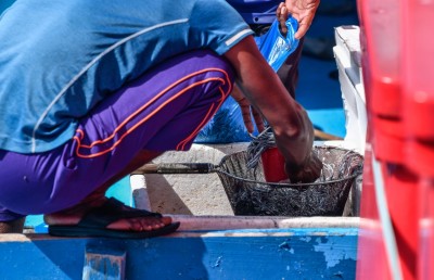 ސަމާލުވޭ، މި ކެވެނީ ނަޖިސް ފެނުން ދޮންނަ މަސް!