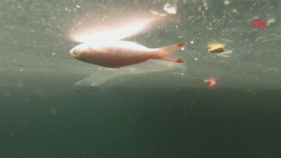 ސަމާލުވޭ، މި ކެވެނީ ނަޖިސް ފެނުން ދޮންނަ މަސް!