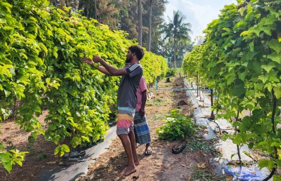 އެގްރިކަލްޗާގެ ދާއިރާތަކުން ޑިގްރީ އާއި މާސްޓާސްއަށް ކިޔަވަން ސްކޮލާޝިޕްތަކެއް