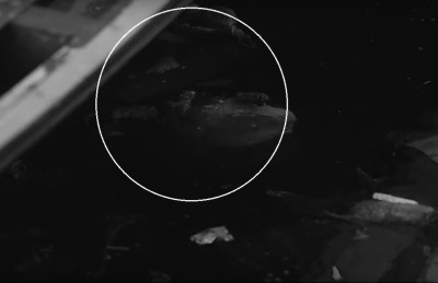 ސަމާލުވޭ، މި ކެވެނީ ނަޖިސް ފެނުން ދޮންނަ މަސް!