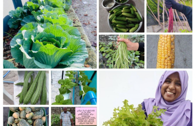 450 އަށްވުރެ ގިނަ މީހުންނާއެކު ތަށިބަރި ކެމްޕޭން ކުރިއަށް