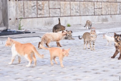 ބުޅާ ޝެލްޓާގެ އަމަލީ މަސައްކަތް ފަށަން ތައްޔާރުވަނީ