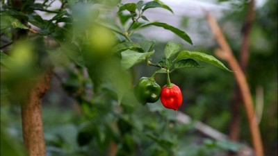 މާފަރުގެ ދަނޑުތައް ރޯދައަށް ފައްކާވެފައި، ނެތީ ވިއްކޭނެ ގޮތެއް!