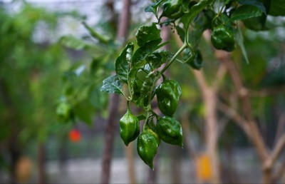 މާފަރުގެ ދަނޑުތައް ރޯދައަށް ފައްކާވެފައި، ނެތީ ވިއްކޭނެ ގޮތެއް!