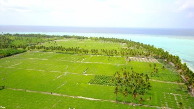 ރާއްޖެ ގެނައި 5،000 ރުއް، އަންނަ ހަފުތާގައި ރަށްރަށަށް ބަހަން ފަށާނެ
