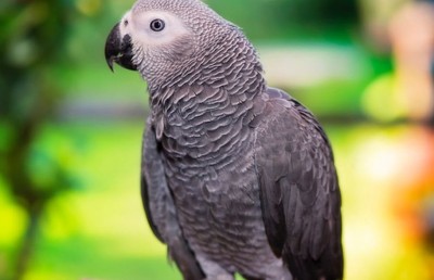 ގާނޫނާ ހިލާފަށް އެފްރިކަން ގްރޭ ވިއްކާ މީހަކު ބޭޒާރުކޮށްލައިފި