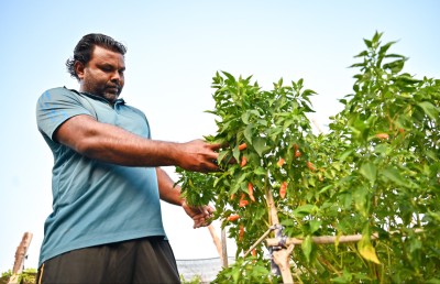 މާފަރުގެ ދަނޑުތައް ރޯދައަށް ފައްކާވެފައި، ނެތީ ވިއްކޭނެ ގޮތެއް!