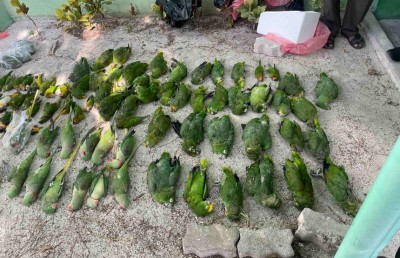 ދޫނިތައް ނުމަރާ ފޮނުވާލެވޭނެ، އެގޮތަށް އަމަލު ނުކުރީ ފިޝަރީޒް މިނިސްޓްރީން: އޭޖީ އޮފީސް